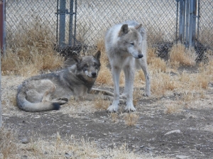 Rocky Mountain Gray Wolves_June2015