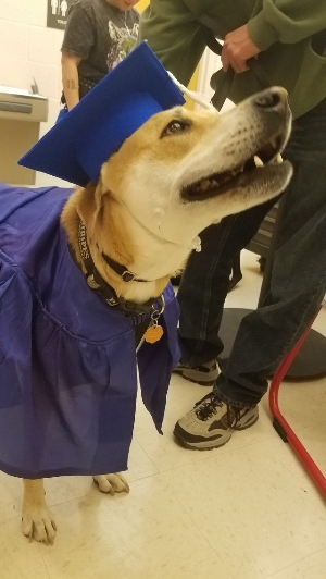 Hope, a Graduate Dog