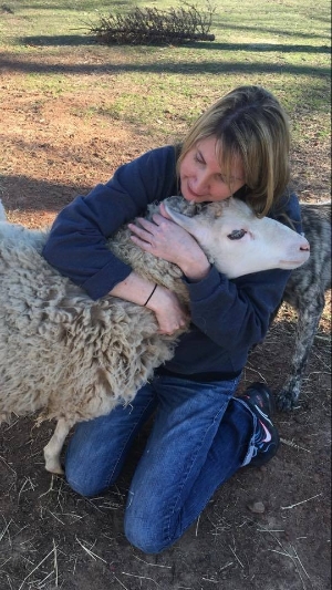 Volunteer and sheep