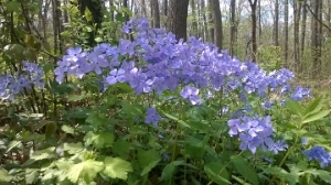 Woodland Phlox in Bloom