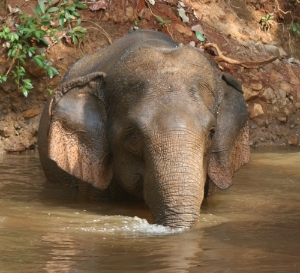 Elephants Cambodia