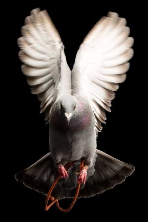 Tybalt - Common Rock Dove