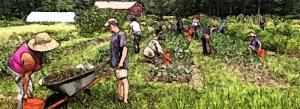 Volunteer at the Greenfield Community Farm!