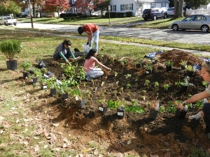 Planting a Rain Garden