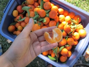 Gleaning Oranges