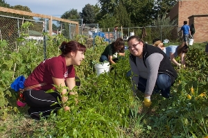 Volunteers working at the farm