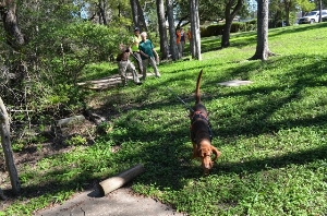 Bloodhound Searching