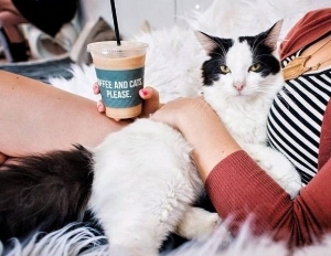 Coffee and cats please