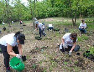 Volunteers Plant Native Species