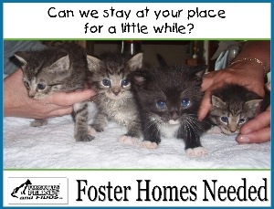 FOSTER HOMES NEEDED!
