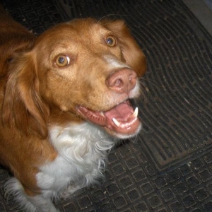 Ginger Looking for a Home!