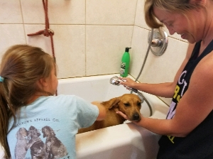 Dog washer