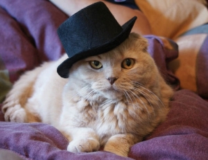 Cat in Hat