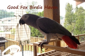 Good Fox Birdie Haven