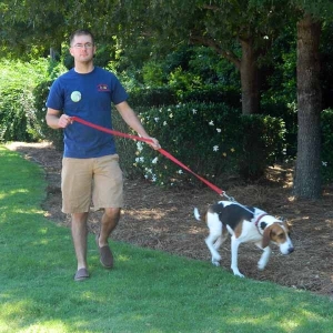 Here's a volunteer walking a dog