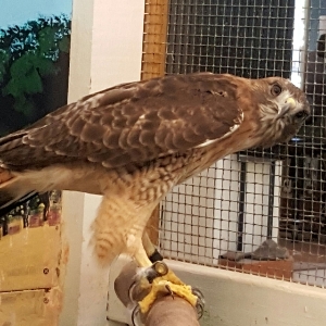 Hunter Our Red tail Hawk