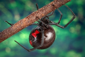 Is this our very best Southern Black Widow pic?