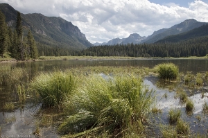 Montana Wetland