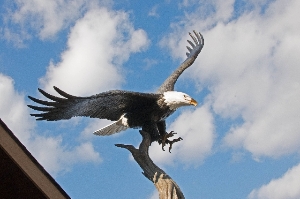Bald Eagle Sculpture at Mason Neck State Park