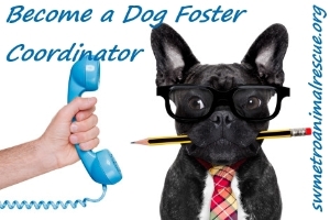 Dog Foster Coordinator