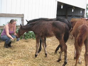 A few of our nurse mare foals from 2011