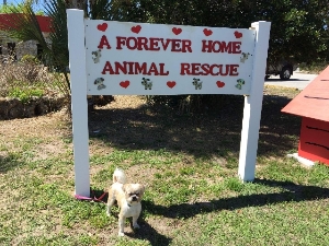 A Forever Home Animal Rescue