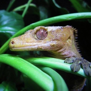 Crested Gecko-Petaluma Wildlife Museum