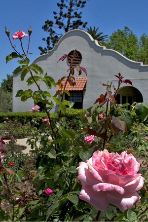 Roses for Rancho Tea