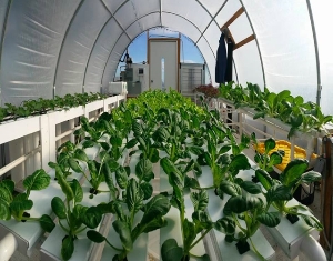 Hydroponic Roof