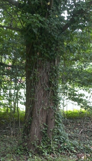 English Ivy on Trees in Whitemarsh Park
