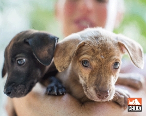 Stray puppies are sterilized at CANDi clinics