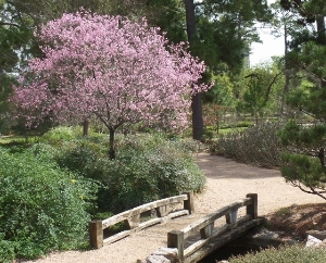 Japanese Garden at Hermann Park
