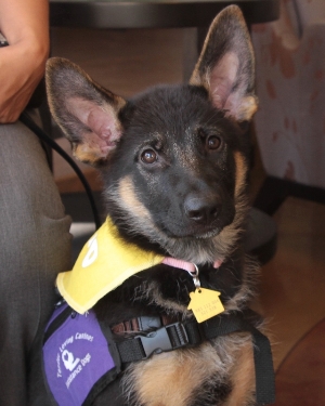 Become a Service Dog Trainer!
