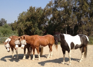 Get your ponies in a row!