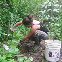 Volunteer plants a tree at a revegetation site.