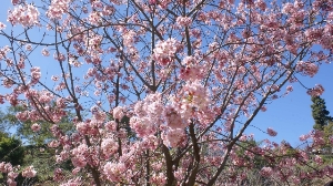 Cherry Blossom Trees in Bloom