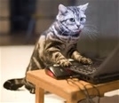Typing kitty
