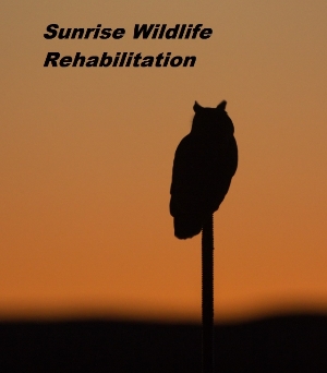 Sunrise Wildlife Rehabilitation