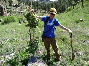 Volunteer weed puller