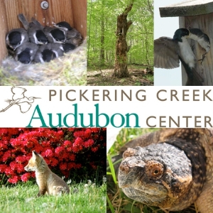 Pickering Creek Audubon Center
