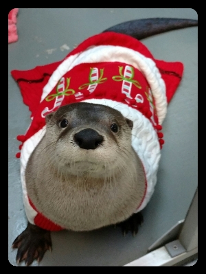 Shasta wishing you an Otterly Merry Christmas