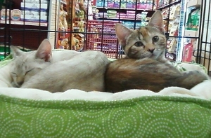Cuddle cats!