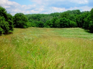 Clegg's Meadow