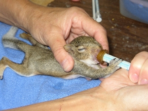 Bottle feeding baby squirrel