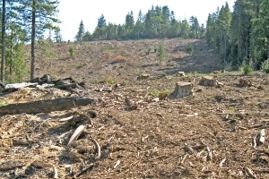 BAN CLEARCUTTING NOW